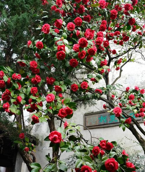 什么花代表错过？花语中错过的意义是什么？