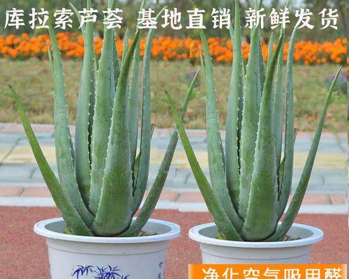 牛奶浇芦荟有什么影响？正确浇灌芦荟的方法是什么？