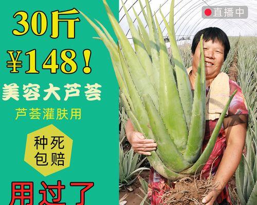 牛奶浇芦荟有什么影响？正确浇灌芦荟的方法是什么？