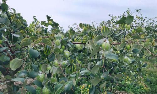 牛奶浇苹果树的好处与风险是什么？