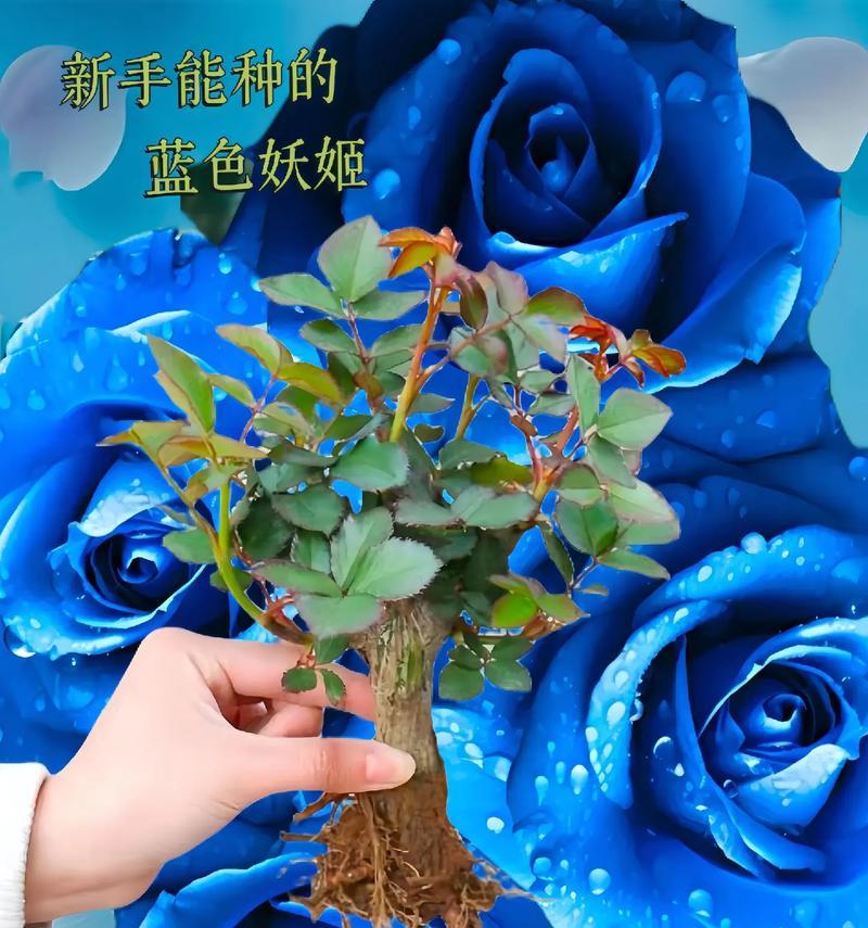 白色加蓝色的玫瑰花代表什么？它有什么特别意义？