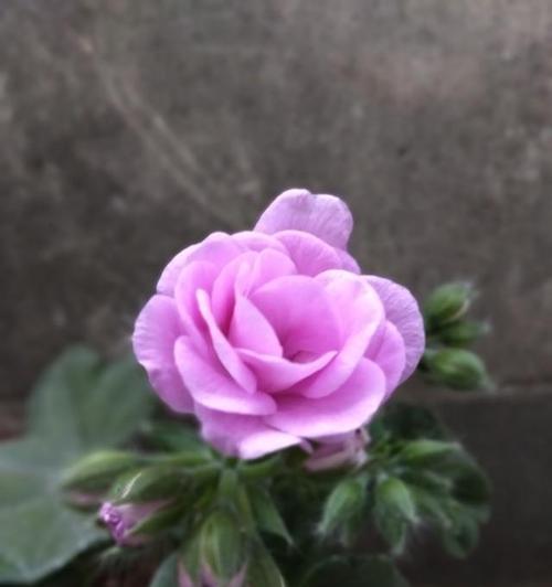 牛奶可以浇天竺葵吗？如何正确使用牛奶浇天竺葵？