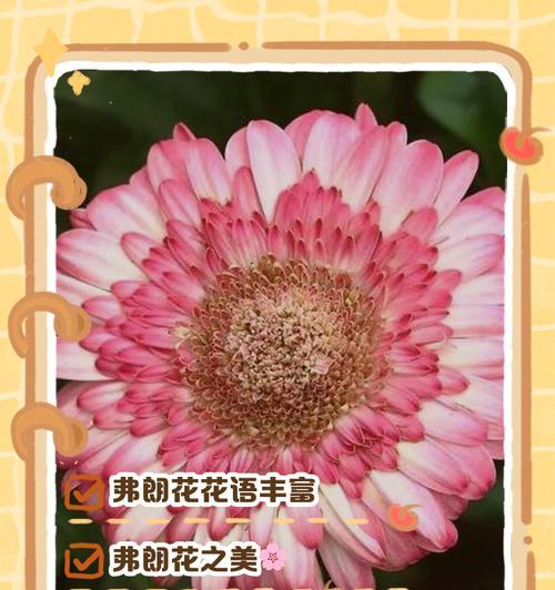 花语互敬互爱代表什么含义？