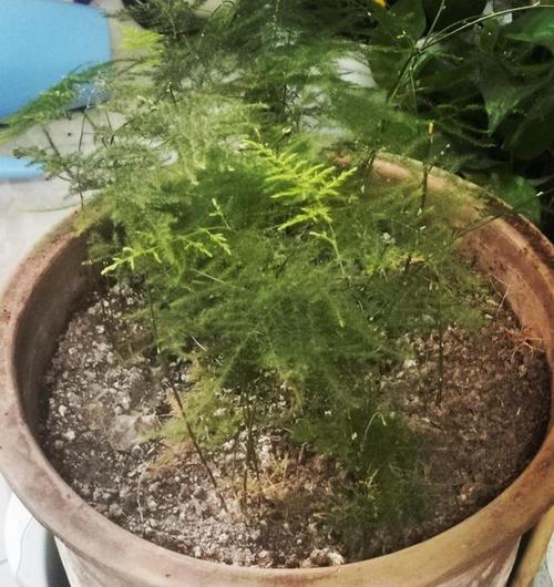 牛奶浇文竹有什么影响？正确浇水方法是什么？