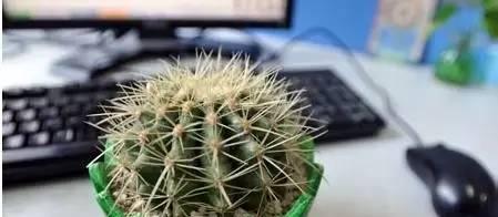 牛奶浇仙人球会有什么后果？正确浇水方法是什么？