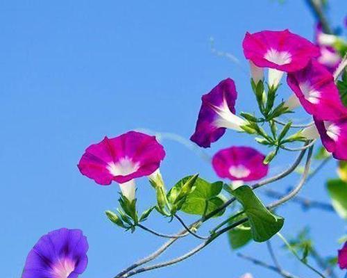 七月十三日的花语是什么？这个日期有特别的花卉寓意吗？