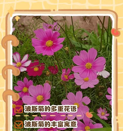 七月十三日的花语是什么？这个日期有特别的花卉寓意吗？