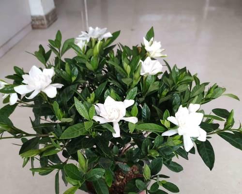 牛奶浇栀子花的正确方法和注意事项是什么？