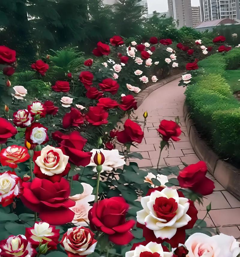 哪种花在花语中象征爱情？