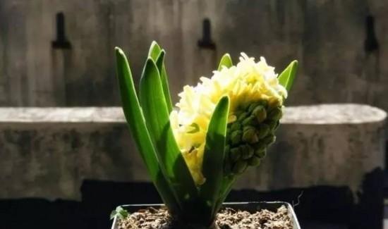 牛奶可以做肥料吗？使用牛奶作为肥料的正确方法是什么？