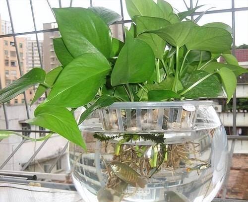 牛奶可以做肥料吗？使用牛奶作为肥料的正确方法是什么？