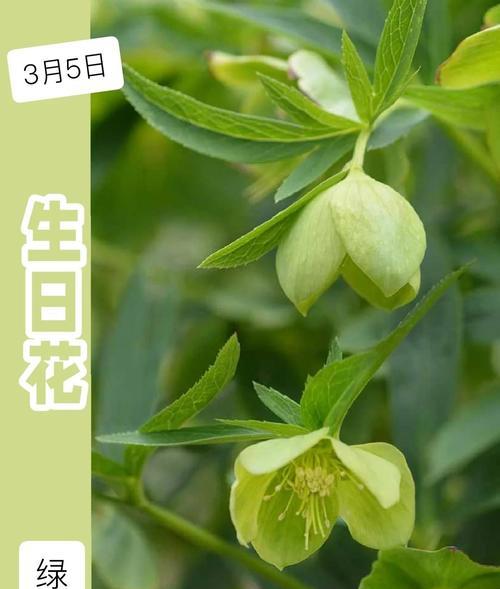 什么花是9月的花语和寓意？9月的生日花有哪些特别含义？