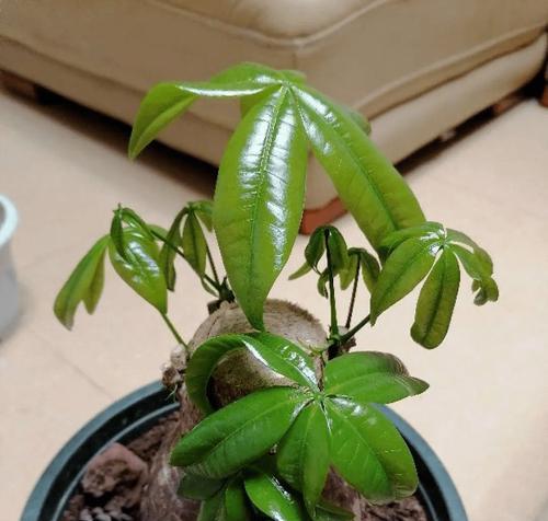 牛奶适合浇什么花？浇花时有哪些注意事项？