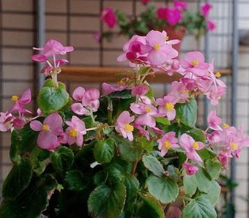 牛奶适合浇什么花？浇花时有哪些注意事项？