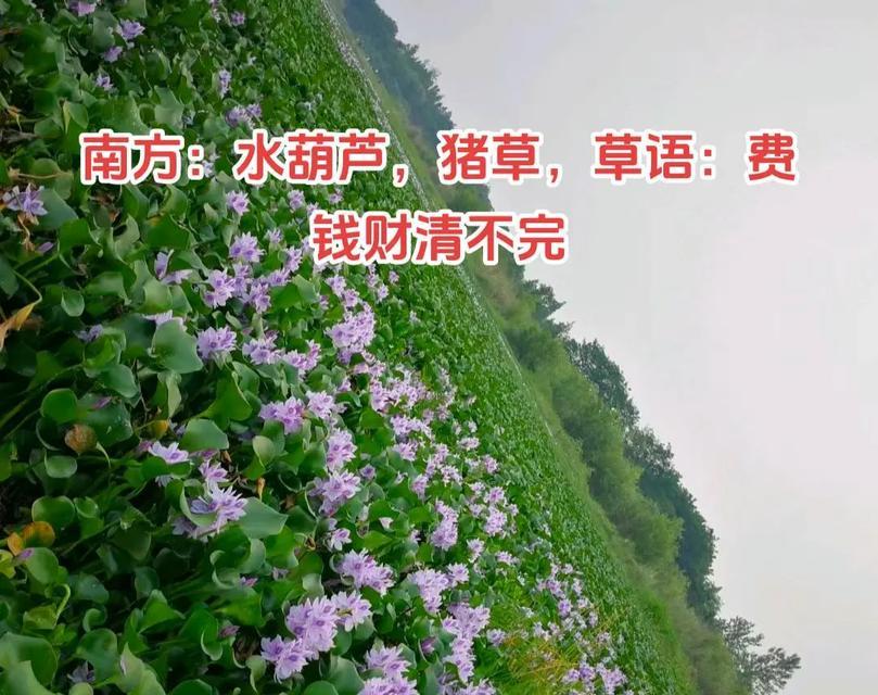 葫芦的花语是什么？寓意有哪些？