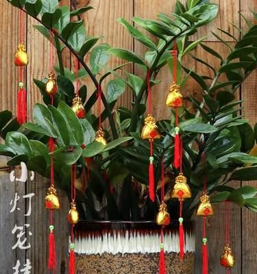 牛年买什么花最吉利？春节花卉选购指南？