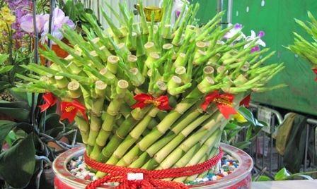 牛年买什么花最吉利？春节花卉选购指南？
