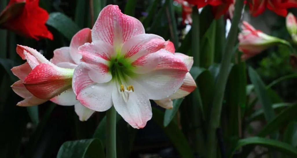 牛年买什么花最吉利？春节花卉选购指南？