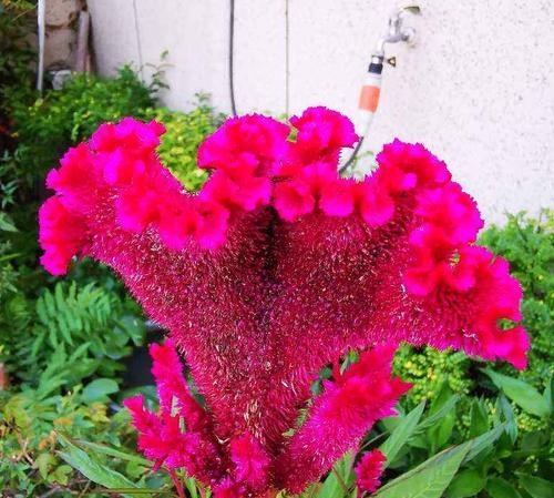 牛年买什么花好？春节花卉选购指南及寓意解析？