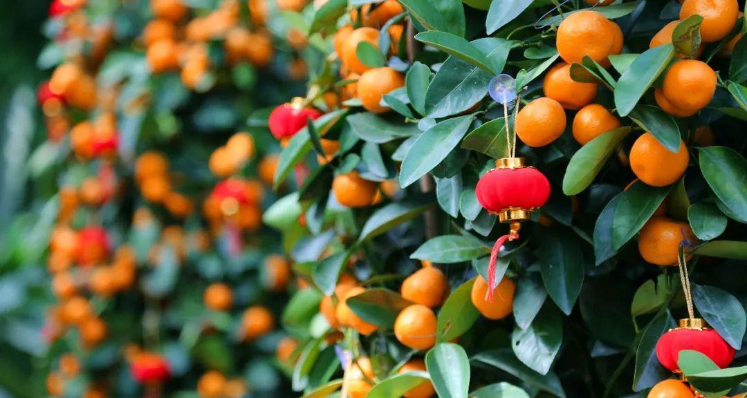 牛年买什么花好？春节花卉选购指南及寓意解析？