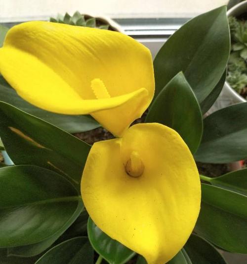 牛年买什么花好？春节花卉选购指南及寓意解析？