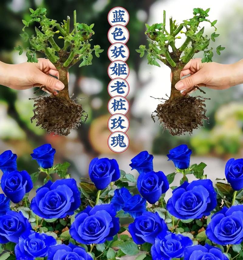 蓝色妖精的花语和寓意是什么？它在花卉语言中传递了哪些信息？