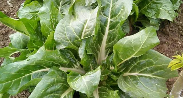 牛皮菜最佳种植时间是什么时候？几月份种植最合适？