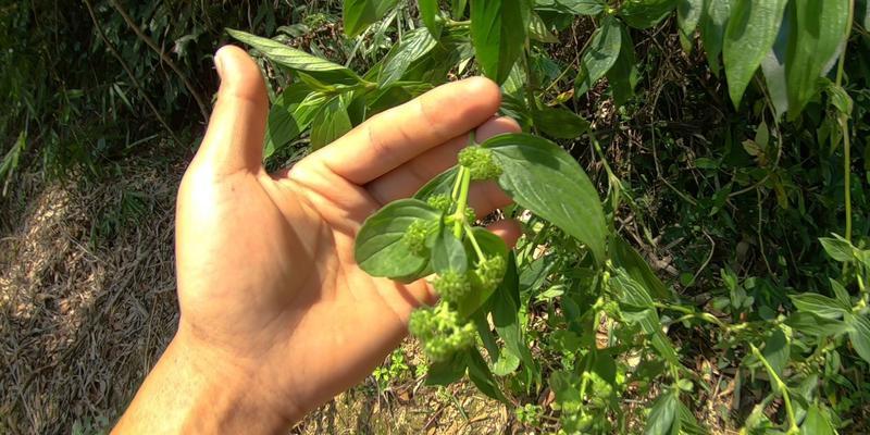 牛皮菜最佳种植时间是什么时候？几月份种植最合适？