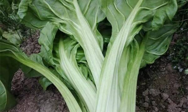 牛皮菜最佳种植时间是什么时候？几月份种植最合适？