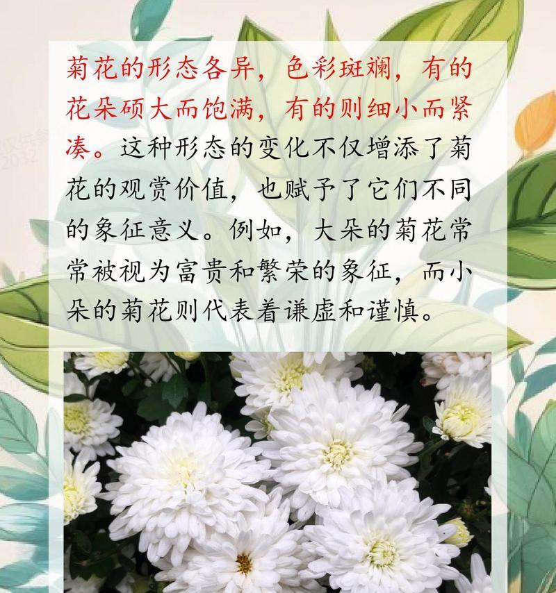 小菊花的花语寓意有哪些？