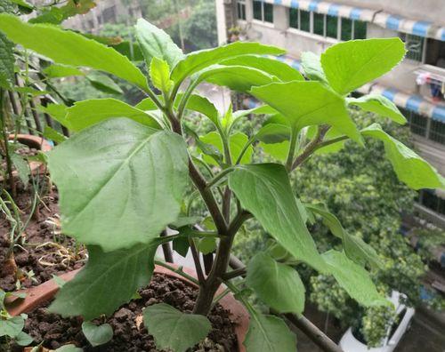 牛皮菜是多年生植物吗？种植和管理要点是什么？