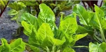 牛皮菜是多年生植物吗？种植和管理要点是什么？