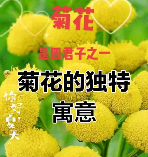 小菊花的花语寓意有哪些？