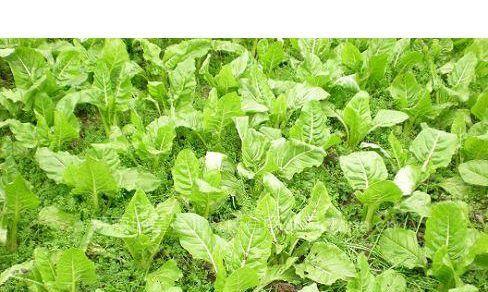牛皮菜是多年生植物吗？种植和管理要点是什么？