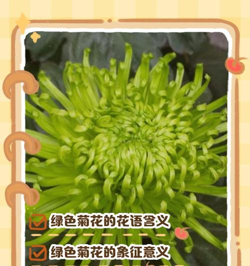 小菊花的花语寓意有哪些？