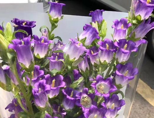 风铃紫色花语什么意思啊？紫色风铃花代表什么？