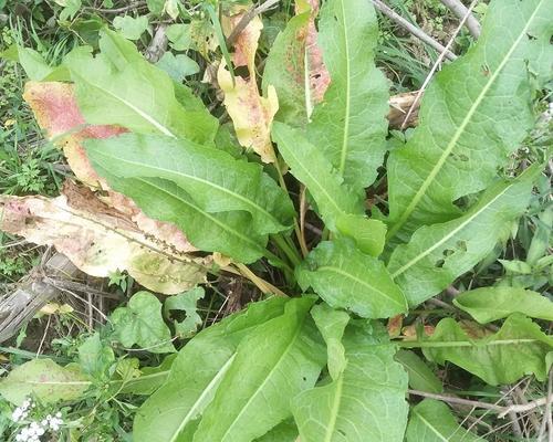 牛舌头草的外观特征是什么？如何识别牛舌头草？