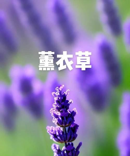 紫色风铃兰花语和寓意是什么？这种花有何特别含义？