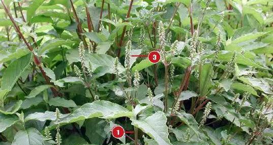 牛膝亩产量能达到多少斤？种植技术与每亩效益如何？