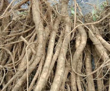 牛膝亩产量能达到多少斤？种植技术与每亩效益如何？