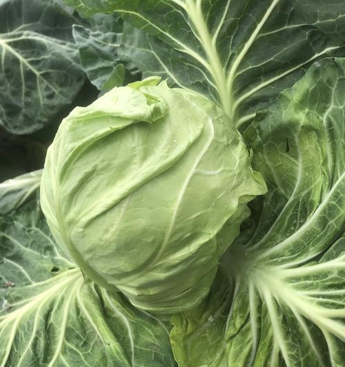 牛心包菜怎么种植？最佳种植时间和步骤是什么？