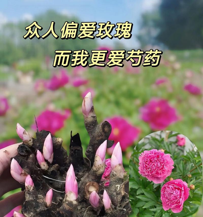 种姜人偏爱哪种花的花语？花语对种姜人有何意义？