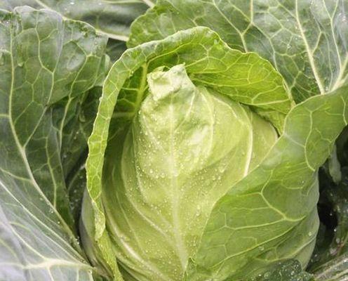 牛心包菜怎么种植？最佳种植时间和步骤是什么？