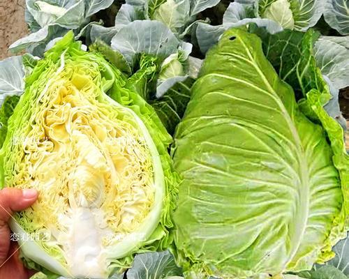 牛心包菜怎么种植？最佳种植时间和步骤是什么？