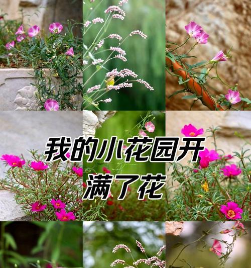 种姜人偏爱哪种花的花语？花语对种姜人有何意义？