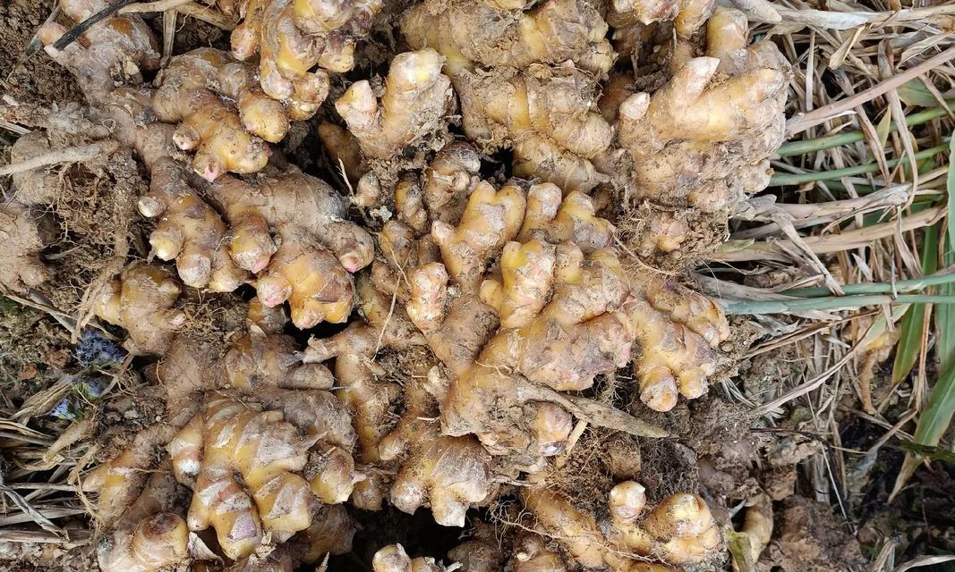 种姜人偏爱哪种花的花语？花语对种姜人有何意义？