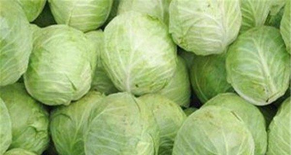 牛心菜和圆菜是同一种蔬菜吗？它们的区别是什么？