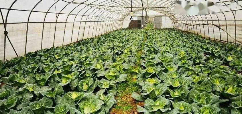 牛心菜和圆菜是同一种蔬菜吗？它们的区别是什么？
