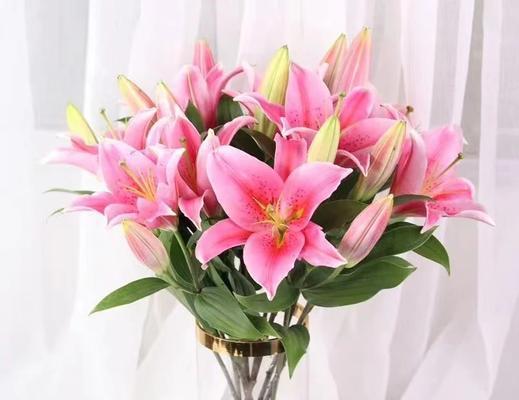 山百合花代表什么情感？它的花语有何特别之处？