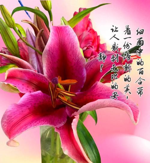 山百合花代表什么情感？它的花语有何特别之处？